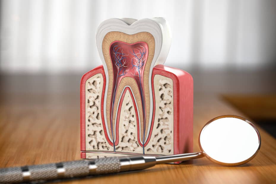 tooth model cross section with dental mirror tool wooden table3d illustration