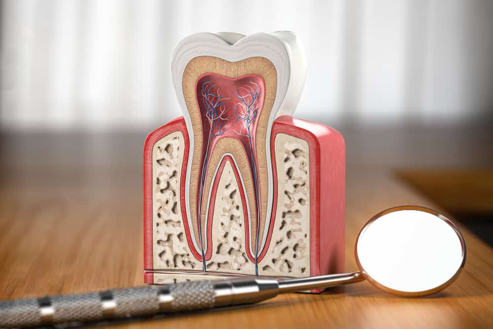 tooth model cross section with dental mirror tool wooden table3d illustration